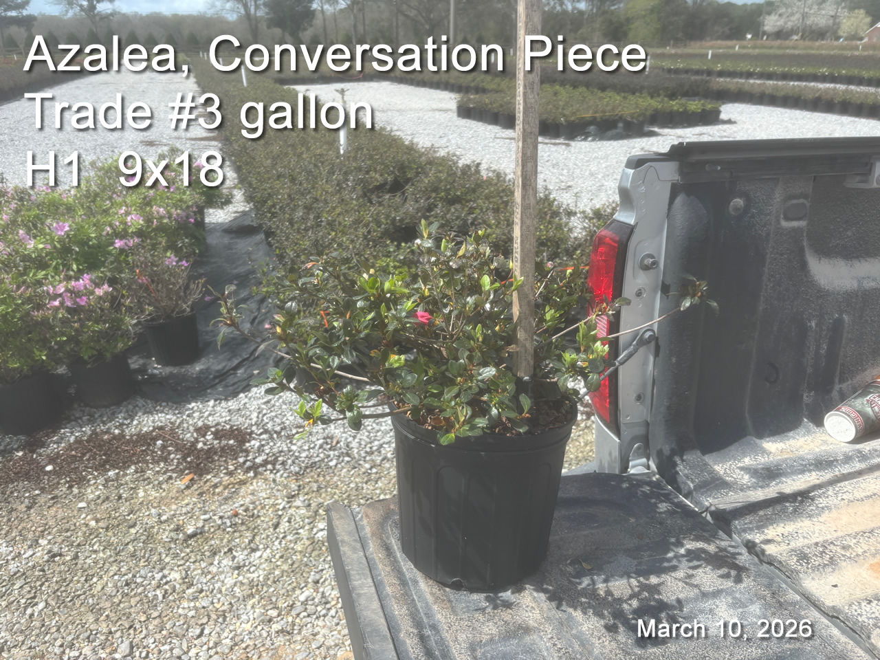 gallery/cp3t h1 mar10.jpg